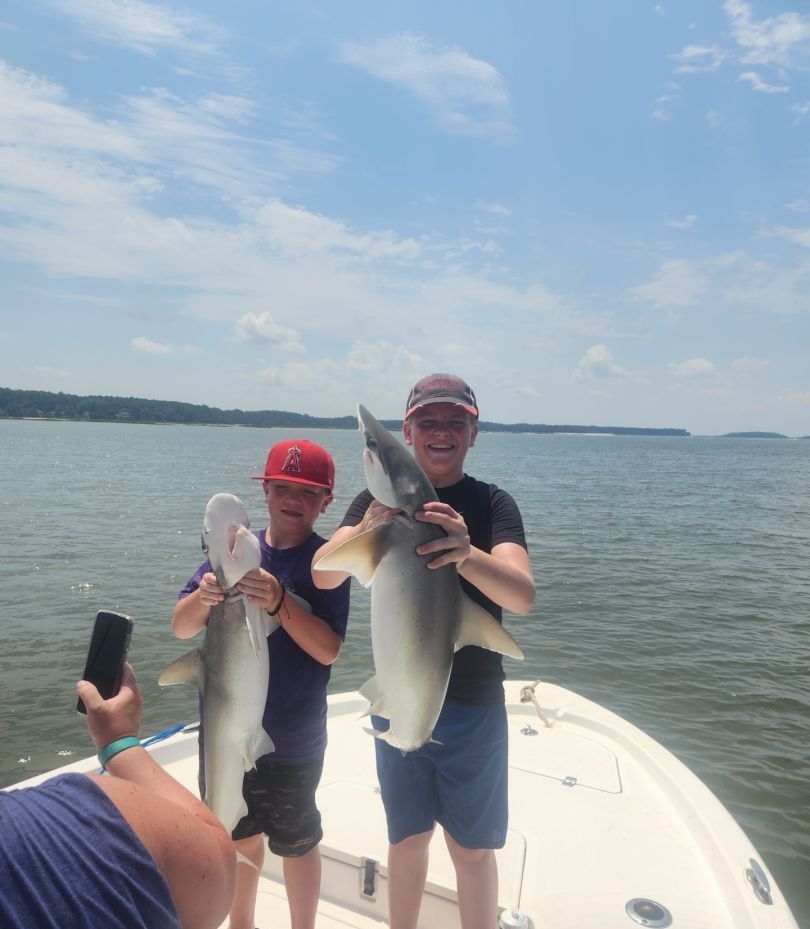 Two dusky smooth-hound fish in a fishing scene