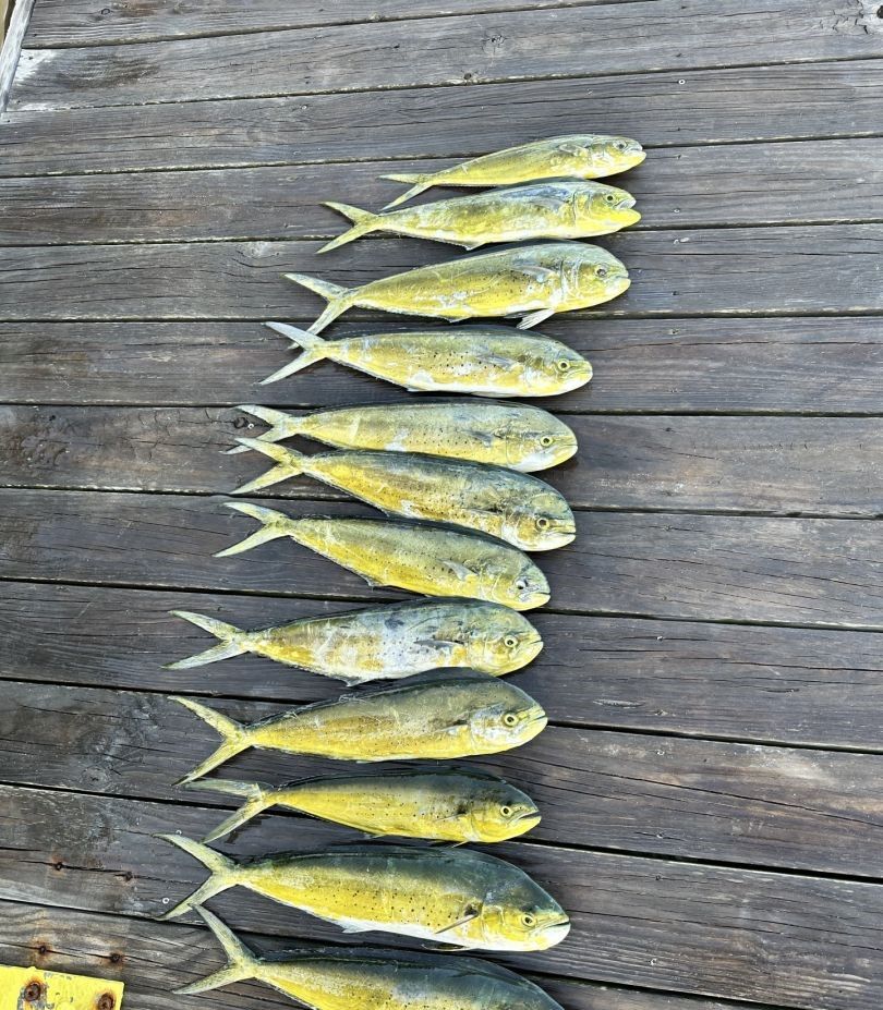 Eleven mahi mahi fish arranged in a row on weathered wooden dock planks displaying their bright yellow and blue coloration
