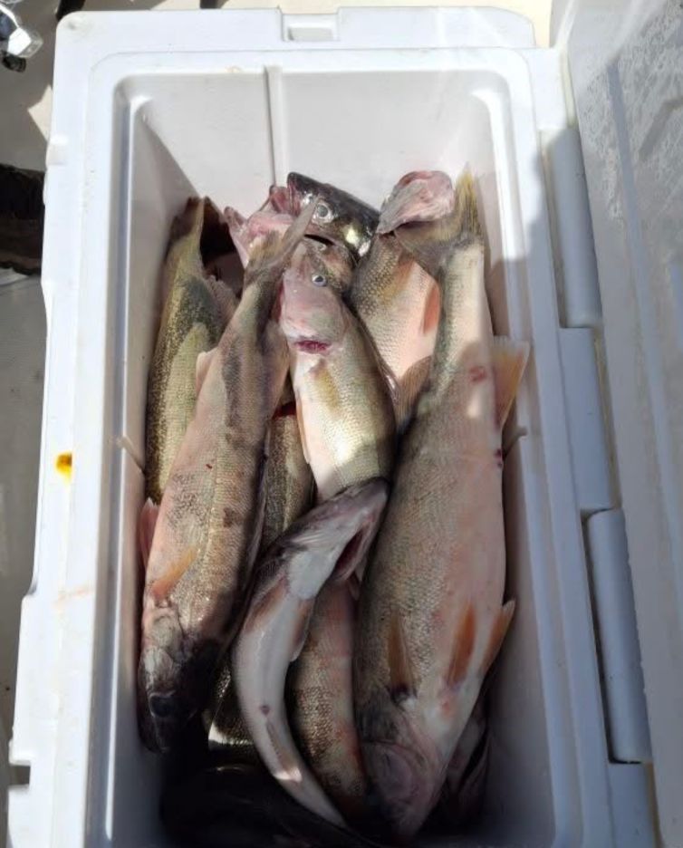 Three fish caught while fishing at an unknown location