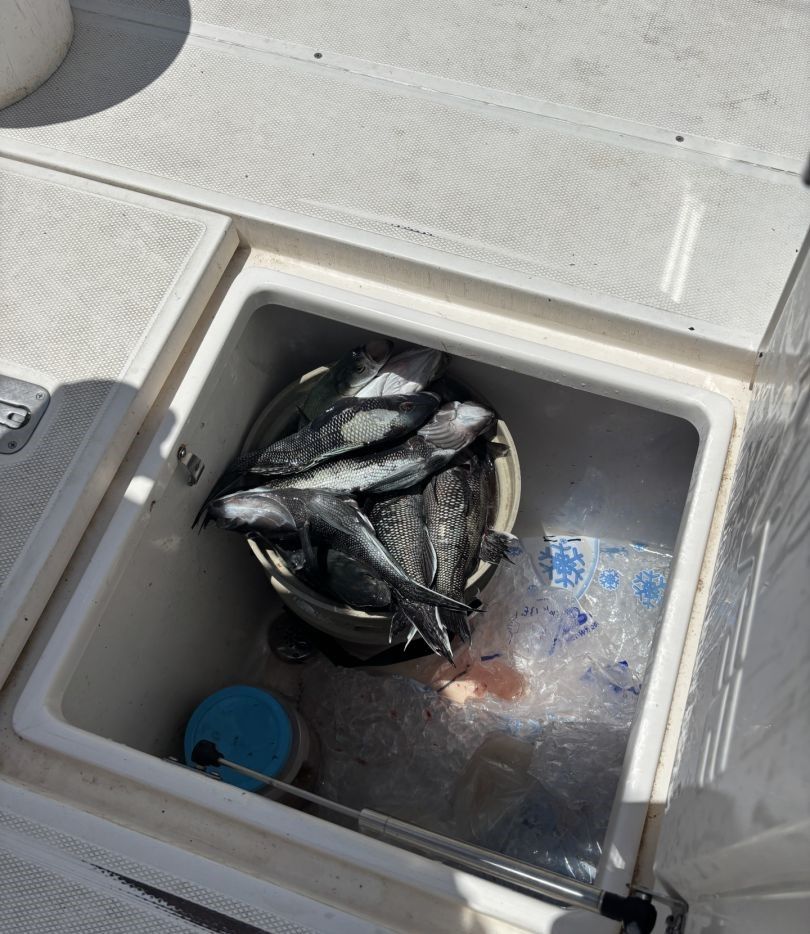 Fresh caught fish stored in boat cooler with ice