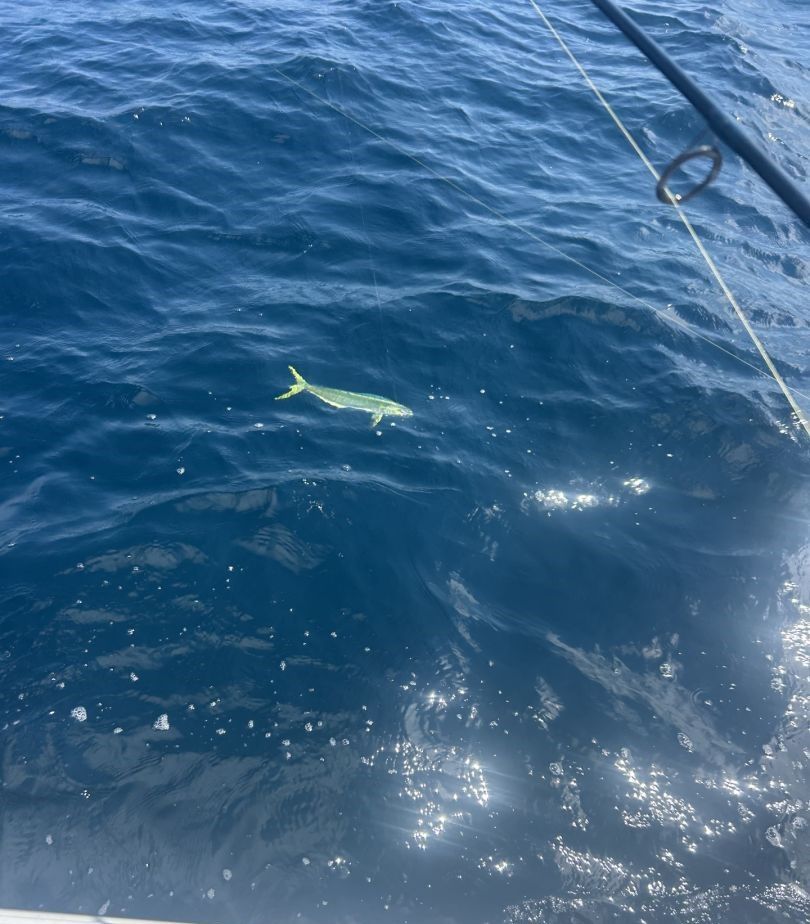 Fish swimming near surface of blue ocean water with fishing rod visible