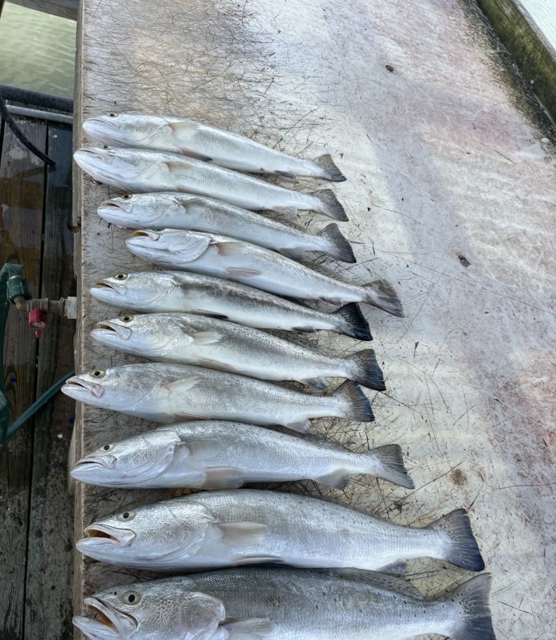 7 fish caught while fishing at an unknown location