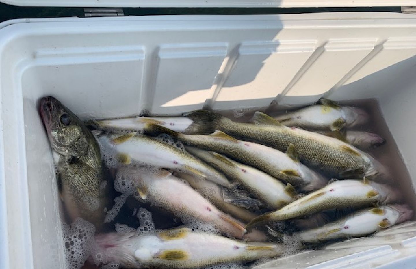 Three fish caught while fishing at unknown location