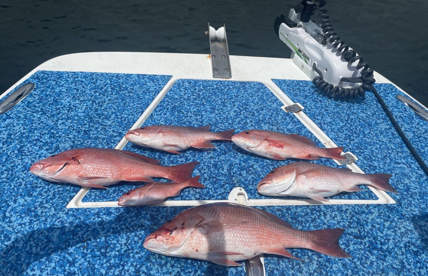 Five red snapper fish displayed on boat deck after successful fishing trip