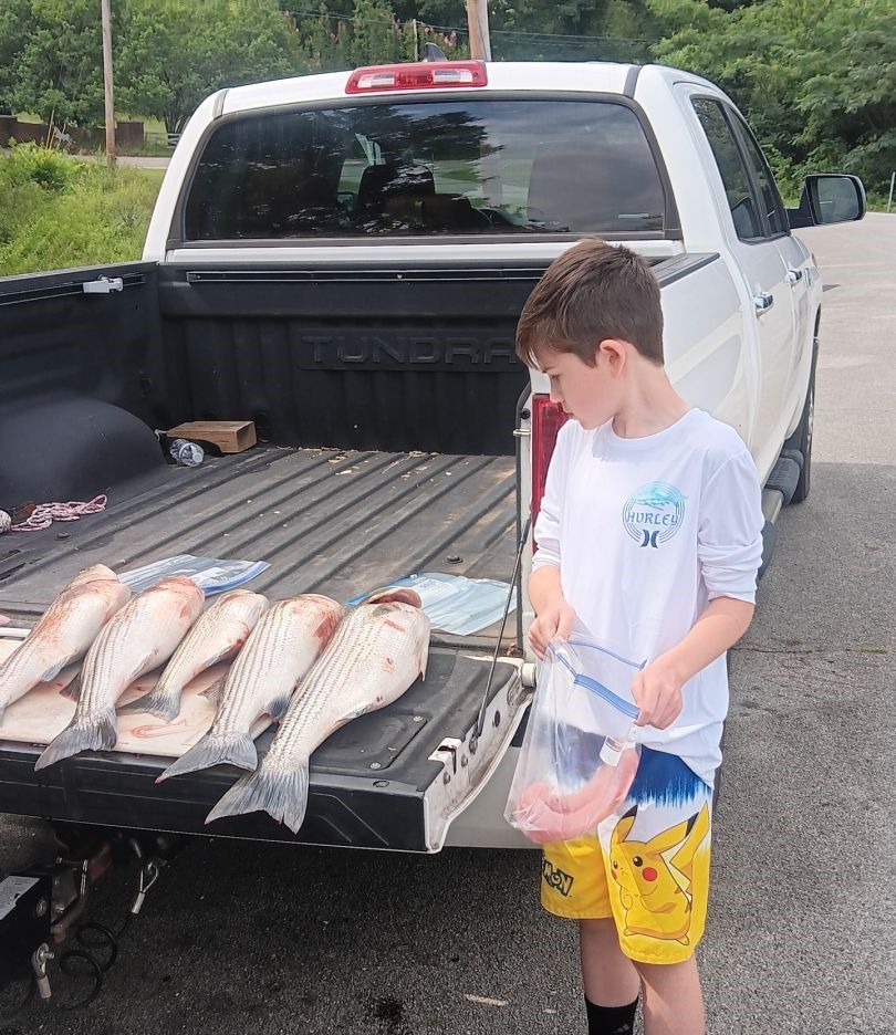Fresh caught flathead grey mullet displayed in truck bed after successful fishing trip
