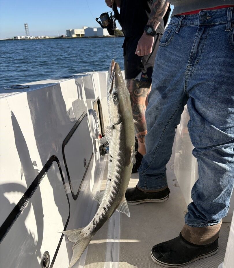 Great Barracuda in an unknown location