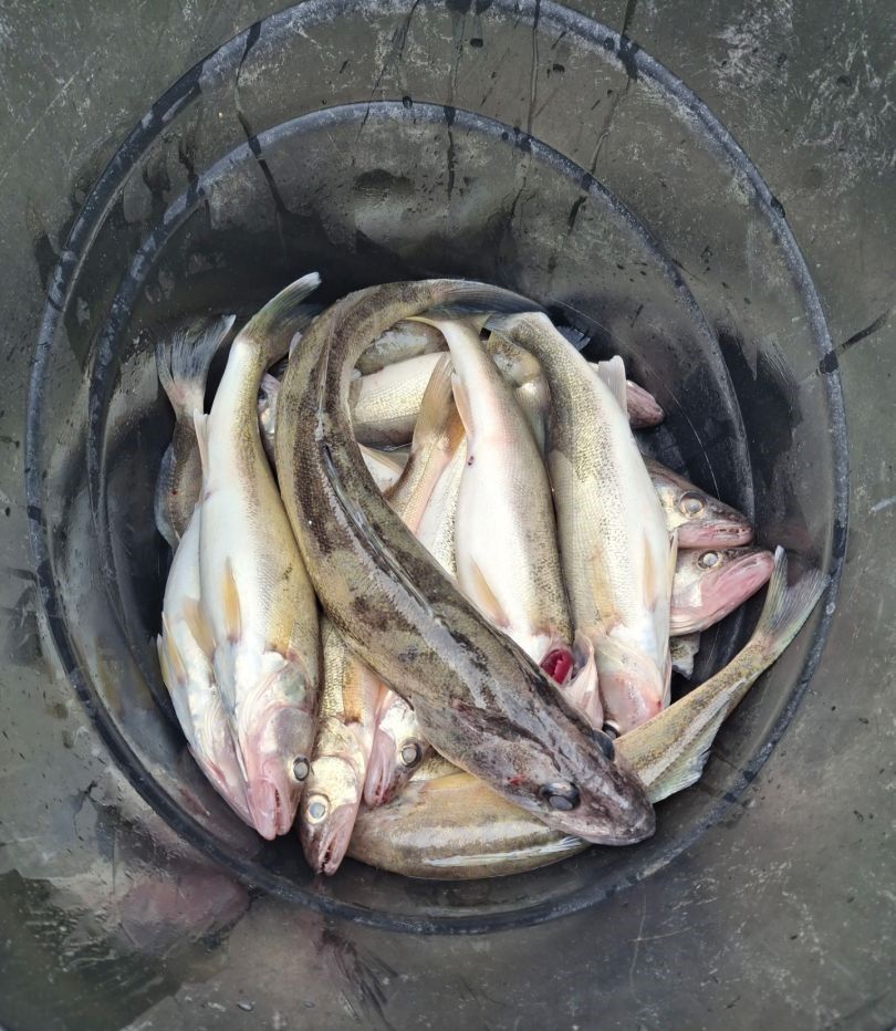 Three fish caught while fishing at an unknown location