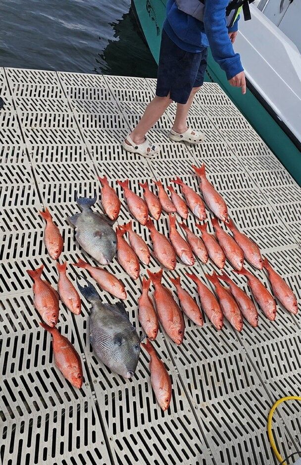 Fresh caught grey triggerfish displayed on boat deck after successful fishing trip