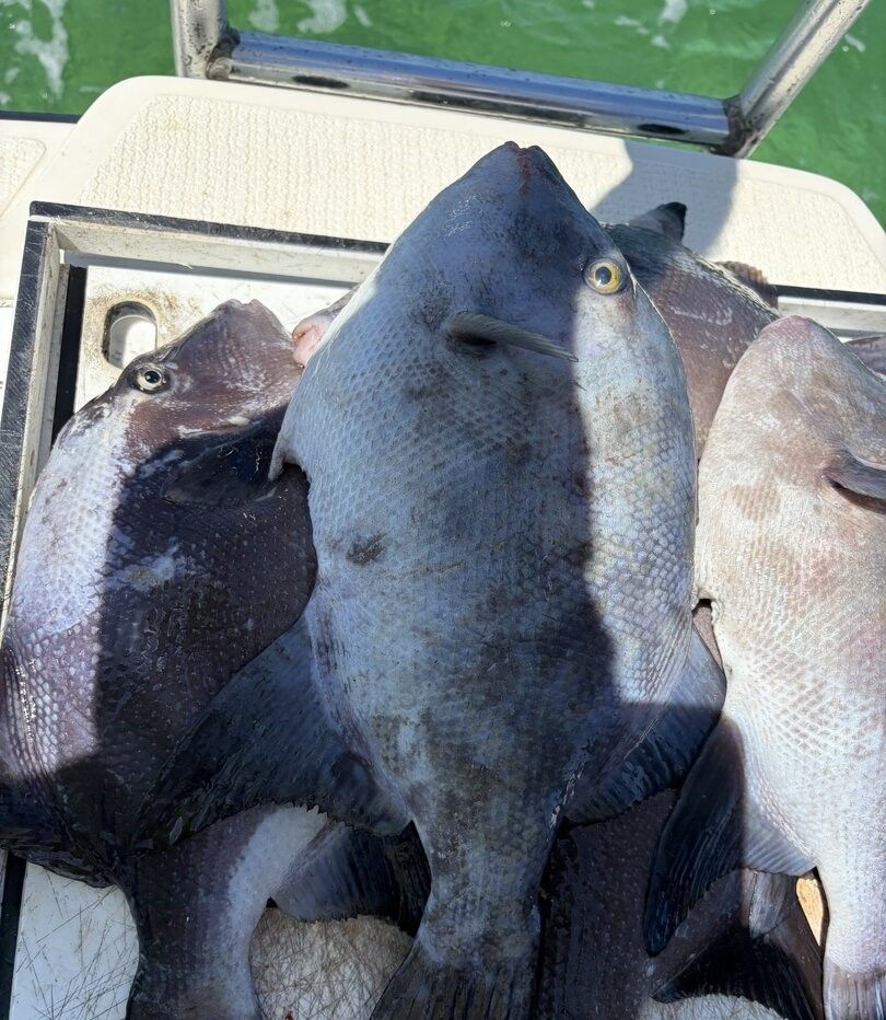 Fresh caught grey triggerfish and other fish species in boat cooler after successful fishing trip