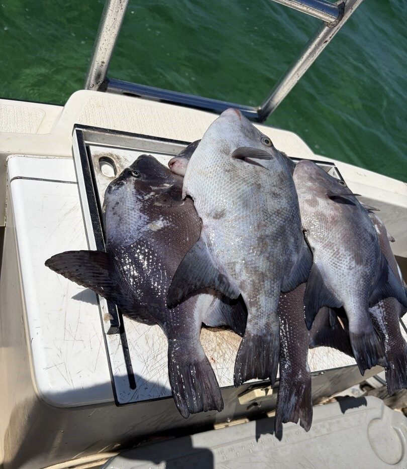 Three grey triggerfish caught and displayed on boat deck after fishing trip