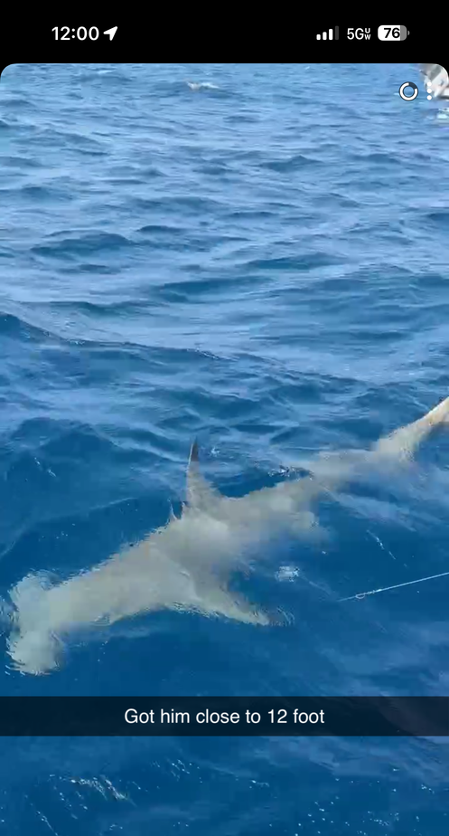 Large shark swimming underwater near fishing line in blue ocean water