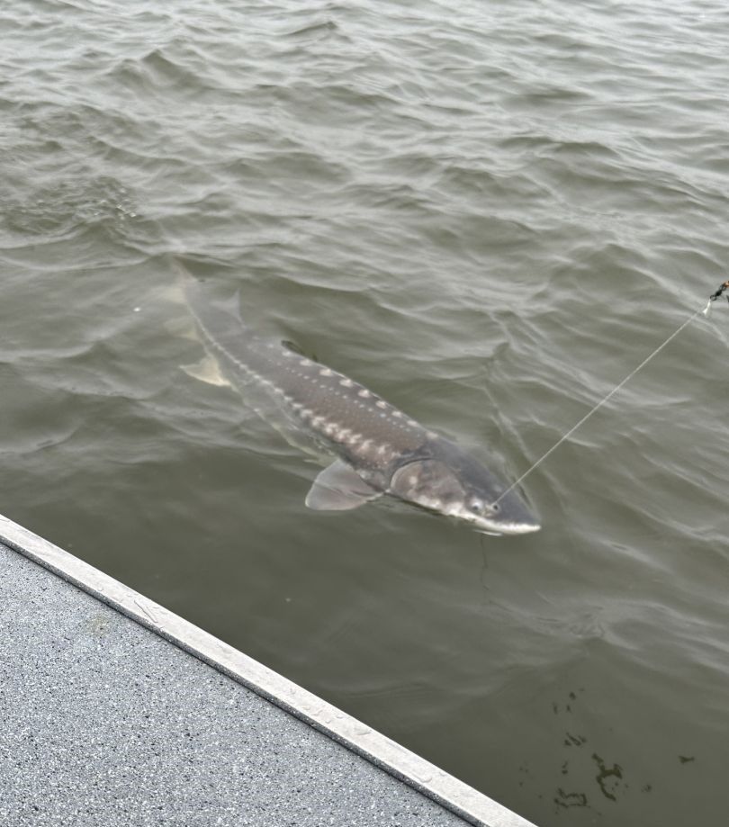 A white sturgeon fish caught while fishing at an unknown location.