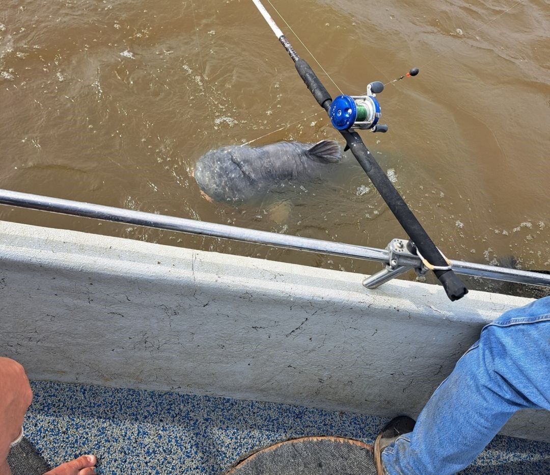 Manatee swimming near fishing boat with rod holder visible in muddy water
