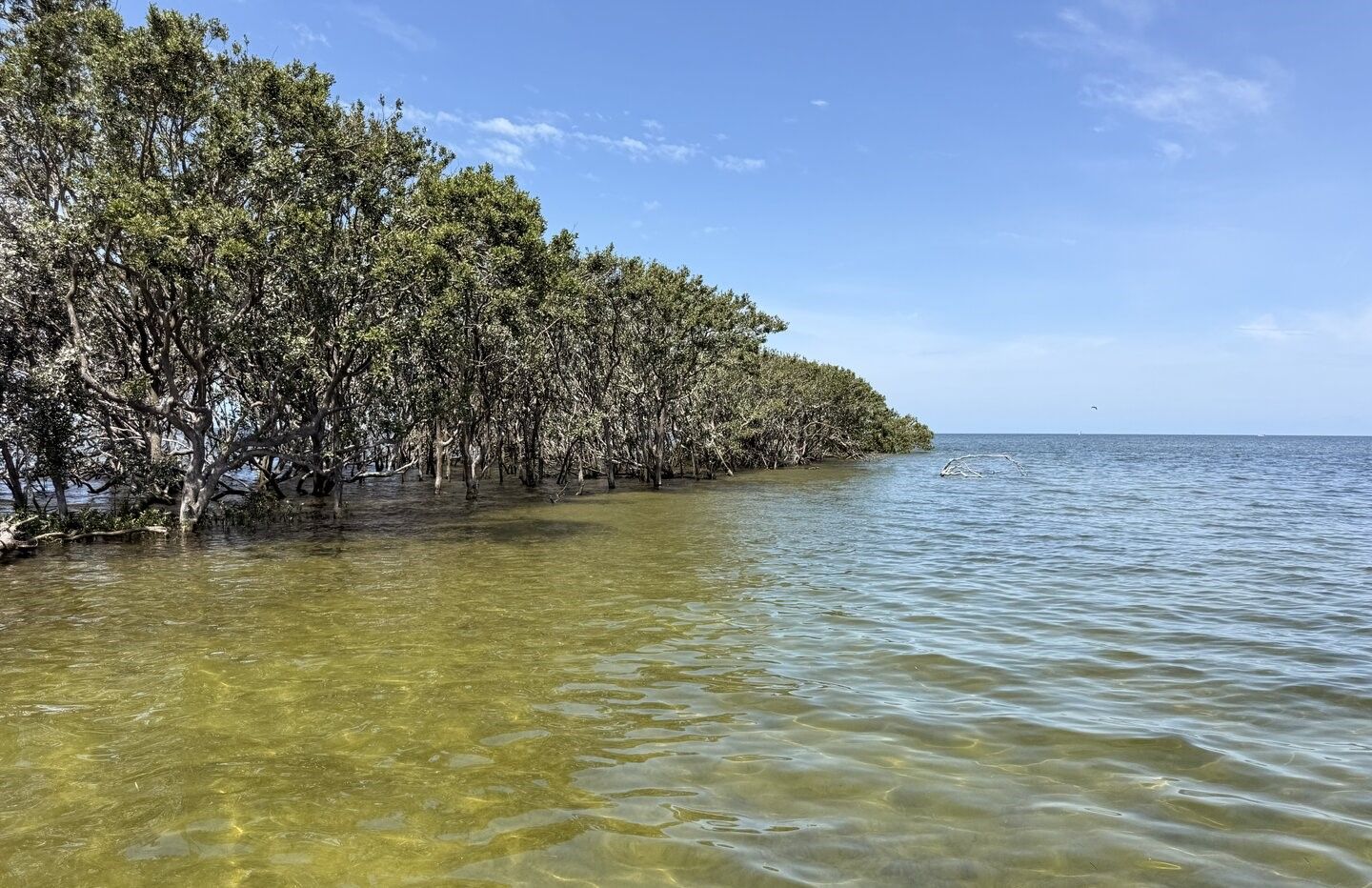 Mangrove trees growing in shallow coastal waters under clear blue sky