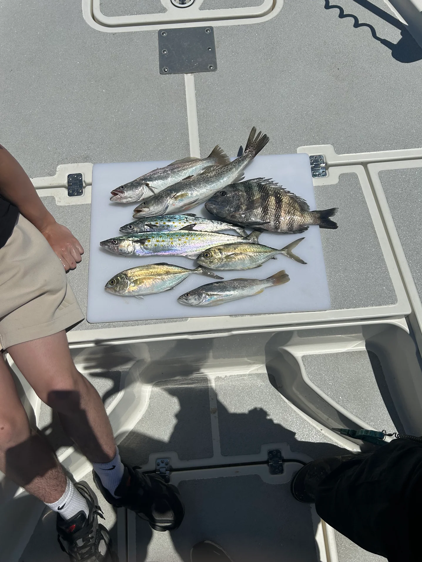 Fresh caught fish displayed on boat table including sheepshead, squeteague, blue runner, and spanish mackerel