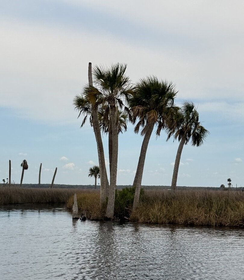 Palm trees growing in shallow water along marshy coastline with cloudy sky