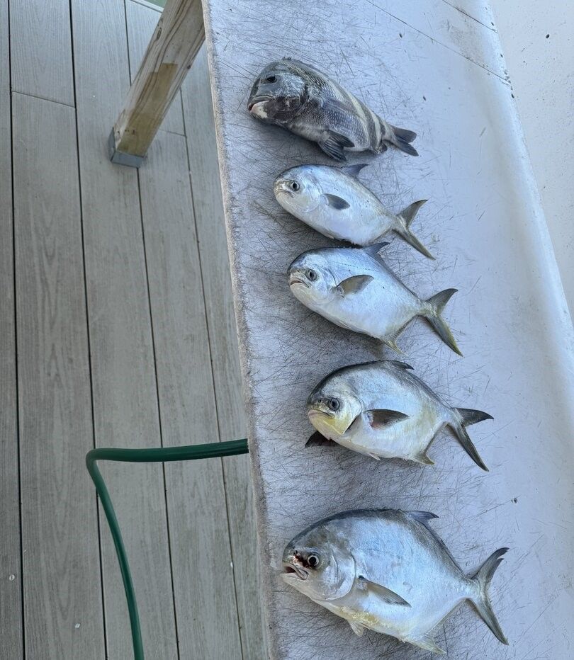 Five fresh caught fish laid out on boat deck including Florida Pompano and Sheepshead