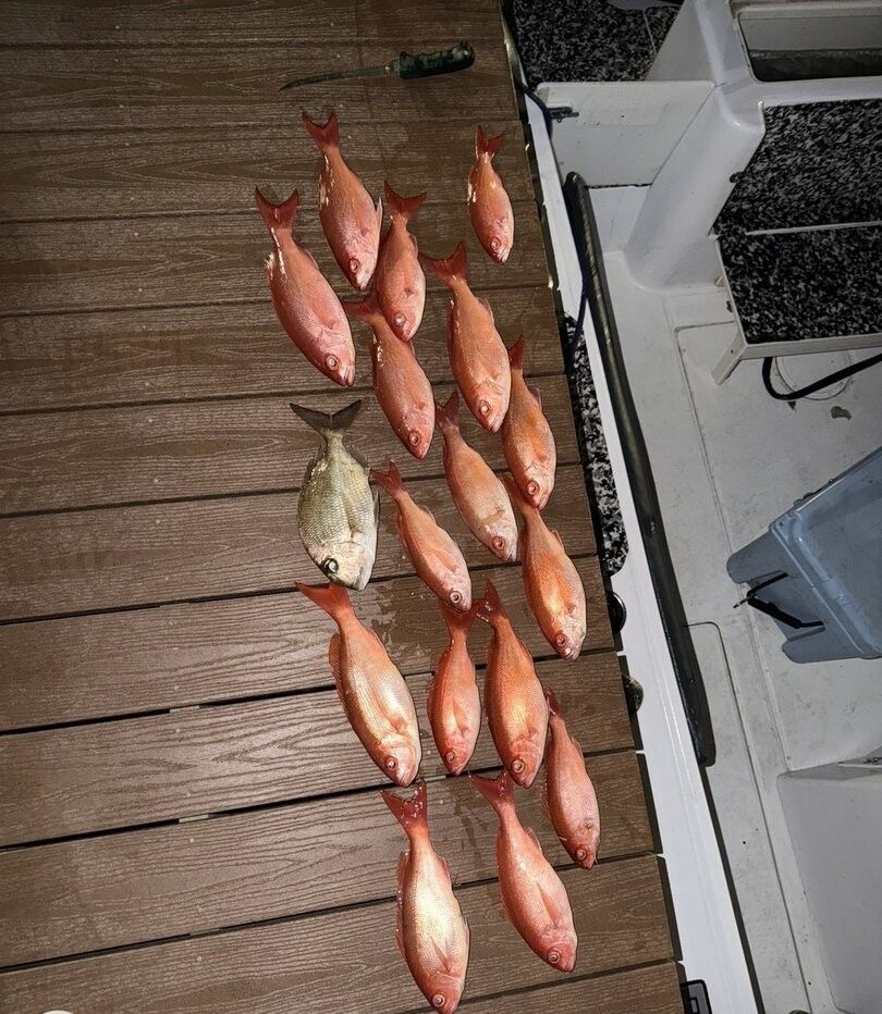 Fresh caught red snapper and other fish displayed on wooden dock next to fishing boat