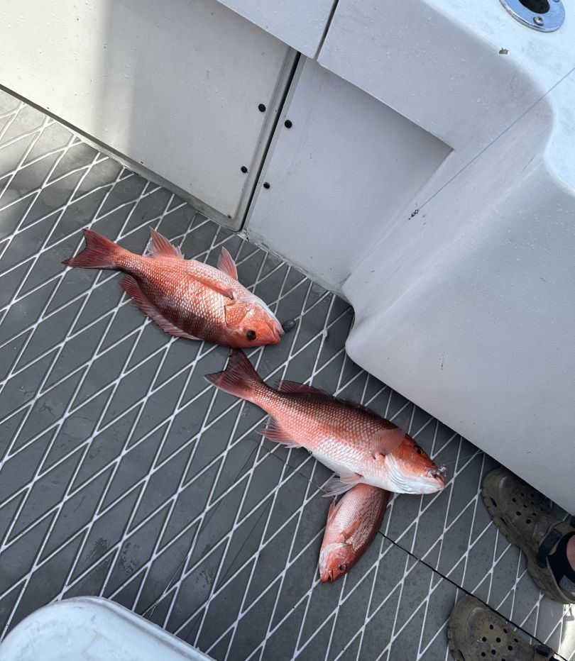 Three red snapper fish caught and displayed on boat deck