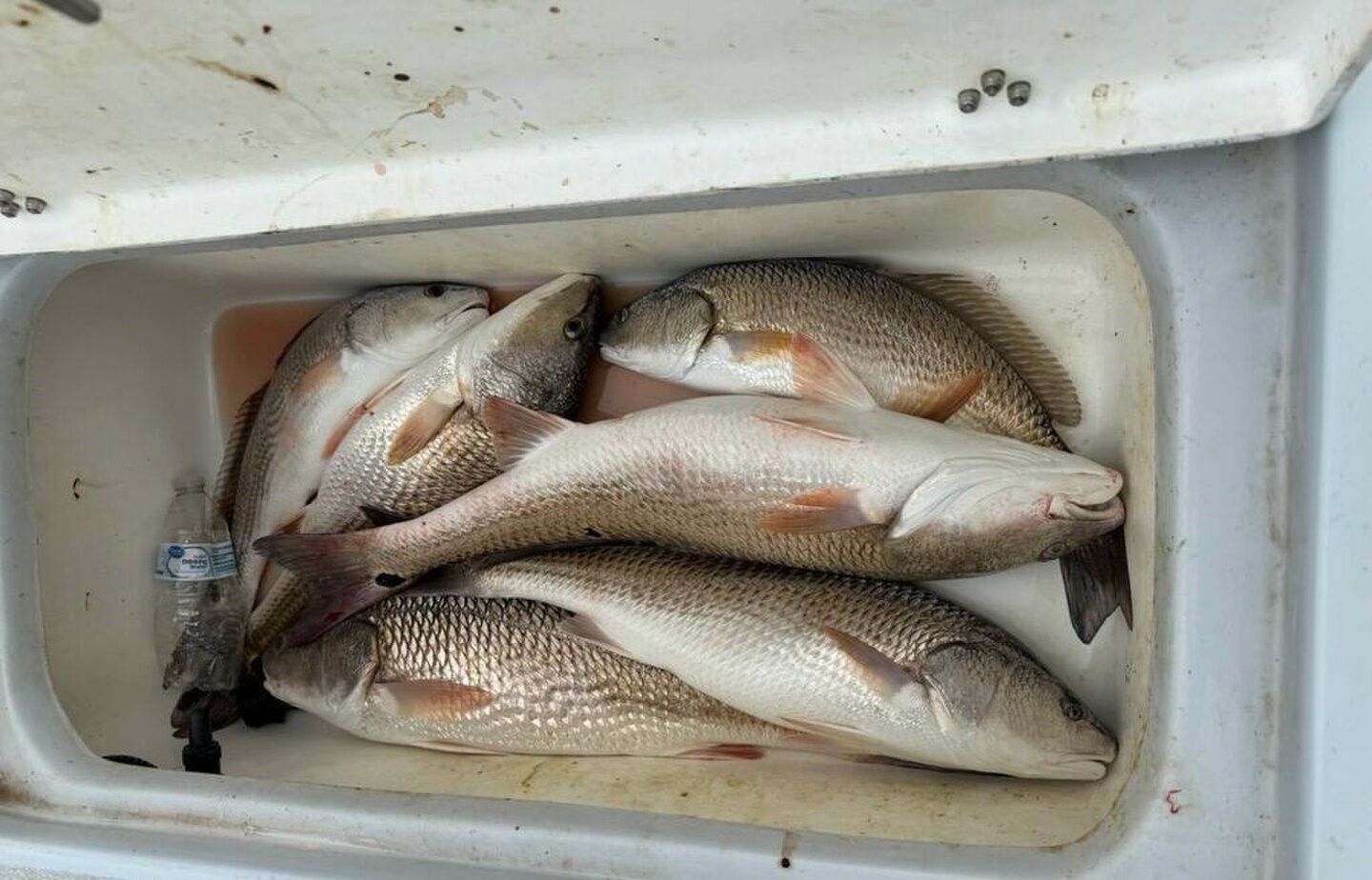 Fresh caught redfish in cooler compartment on fishing boat