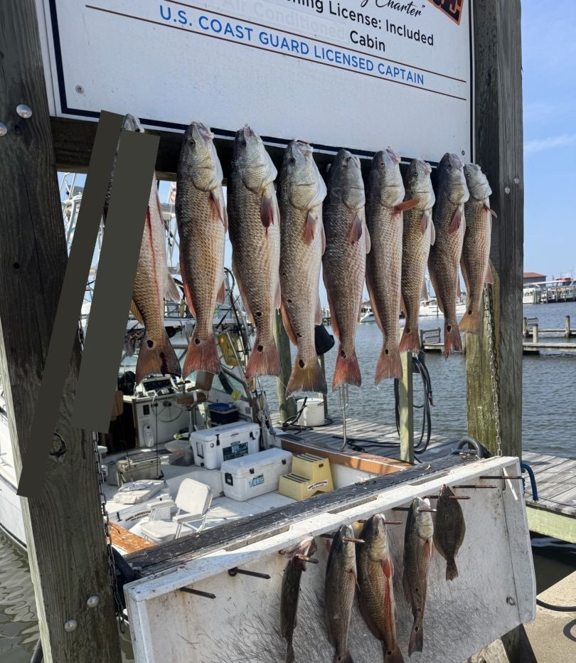 Multiple redfish hanging on display rack at fishing dock with charter boat in background