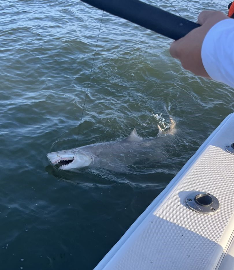 Shark swimming near fishing boat with fishing line in water