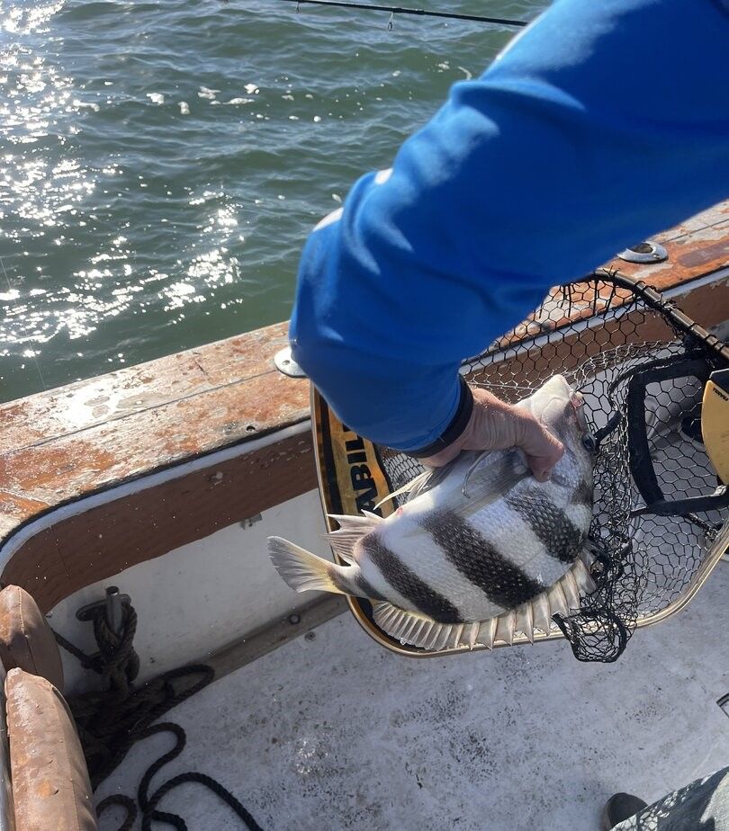 Fresh caught sheepshead fish in landing net on boat deck