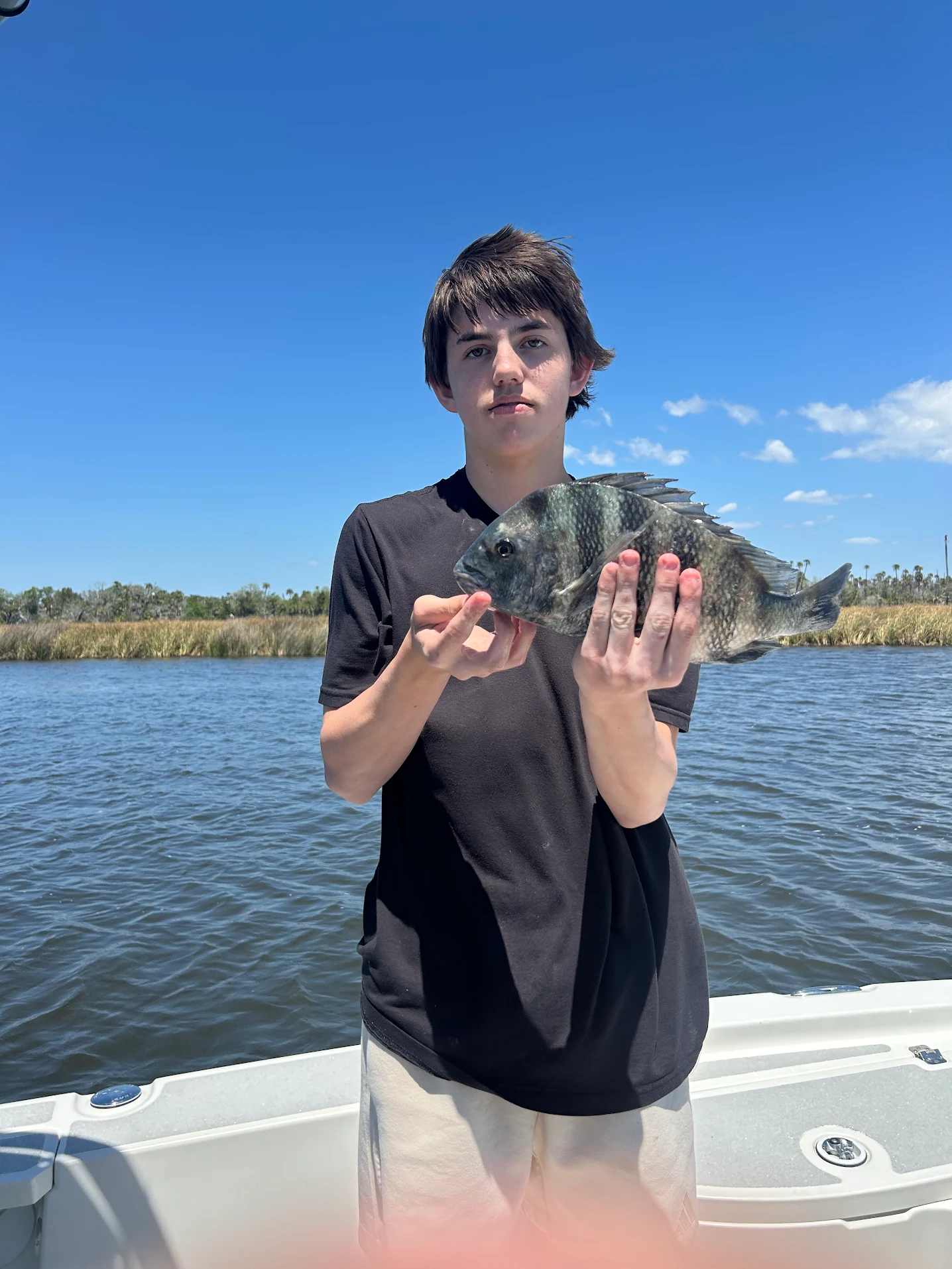 Freshly caught sheepshead fish being held on fishing boat