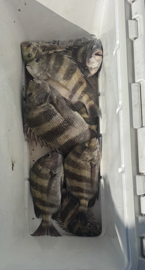 Fresh caught sheepshead fish in white cooler after successful fishing trip