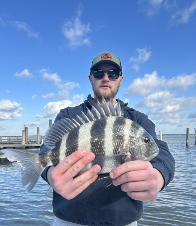 Sheepshead fish caught by angler