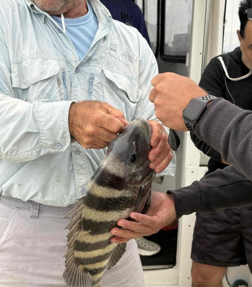 Sheepshead fish caught during fishing at an unknown location