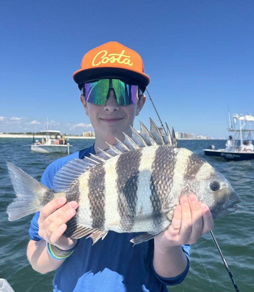 Sheepshead fish caught while fishing
