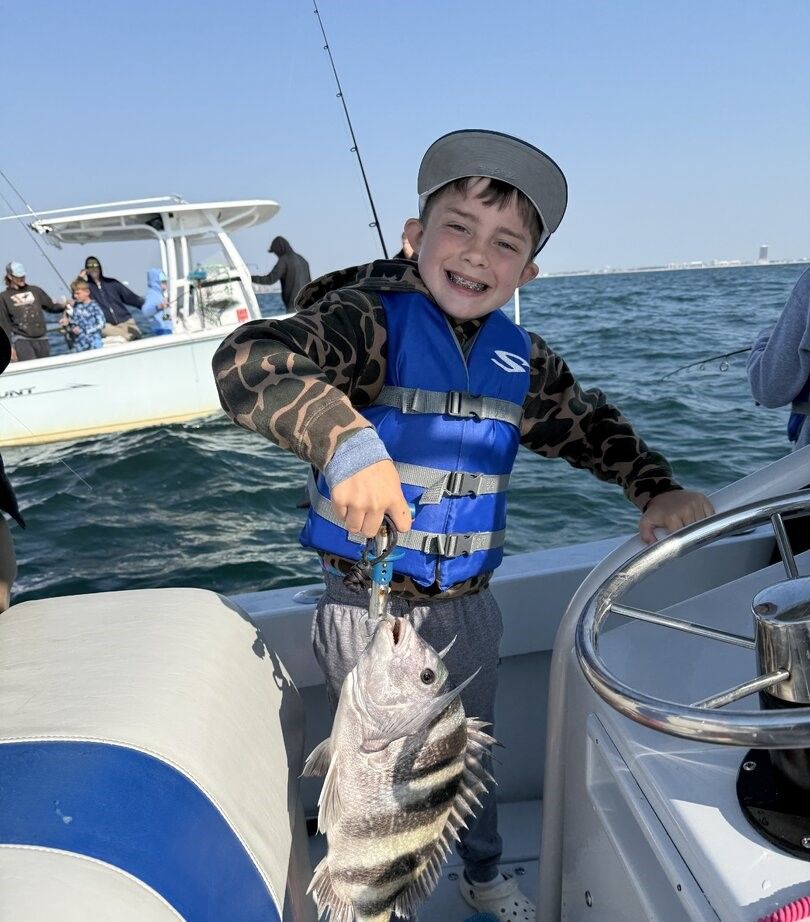 Freshly caught sheepshead fish being held on fishing boat