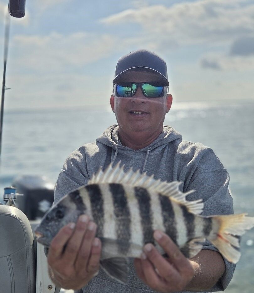 Freshly caught sheepshead fish being held on fishing boat
