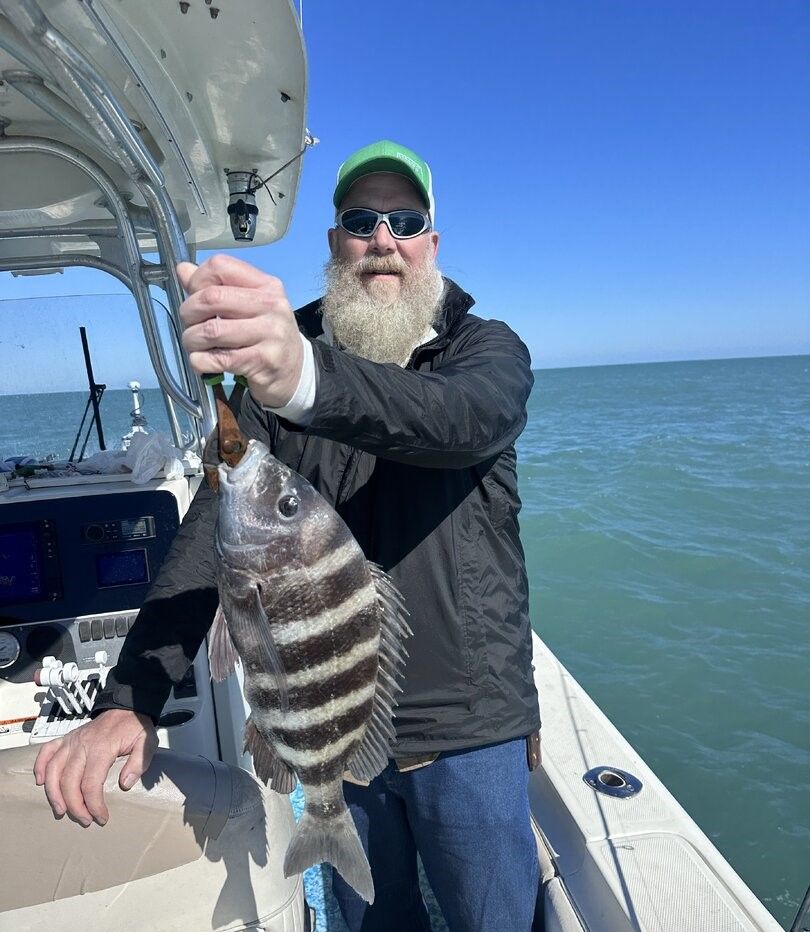 Sheepshead fish caught while fishing