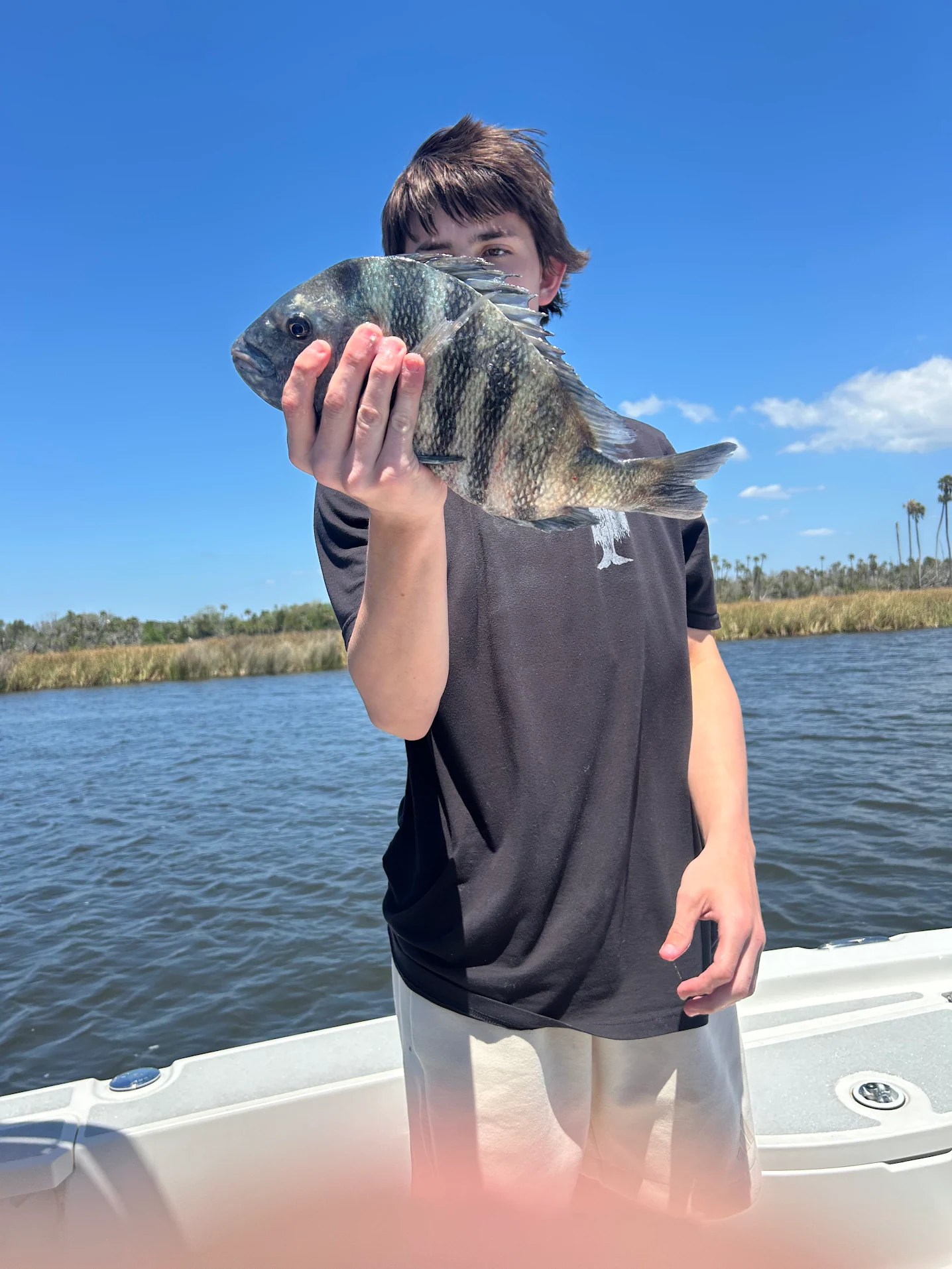 Freshly caught sheepshead fish being held on a fishing boat