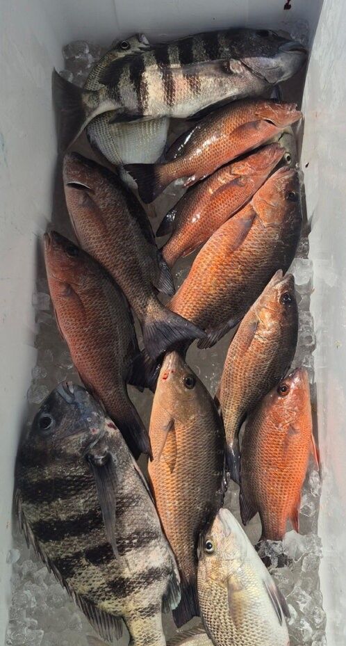 Fresh caught sheepshead and grey snapper fish arranged in cooler with ice after successful fishing trip