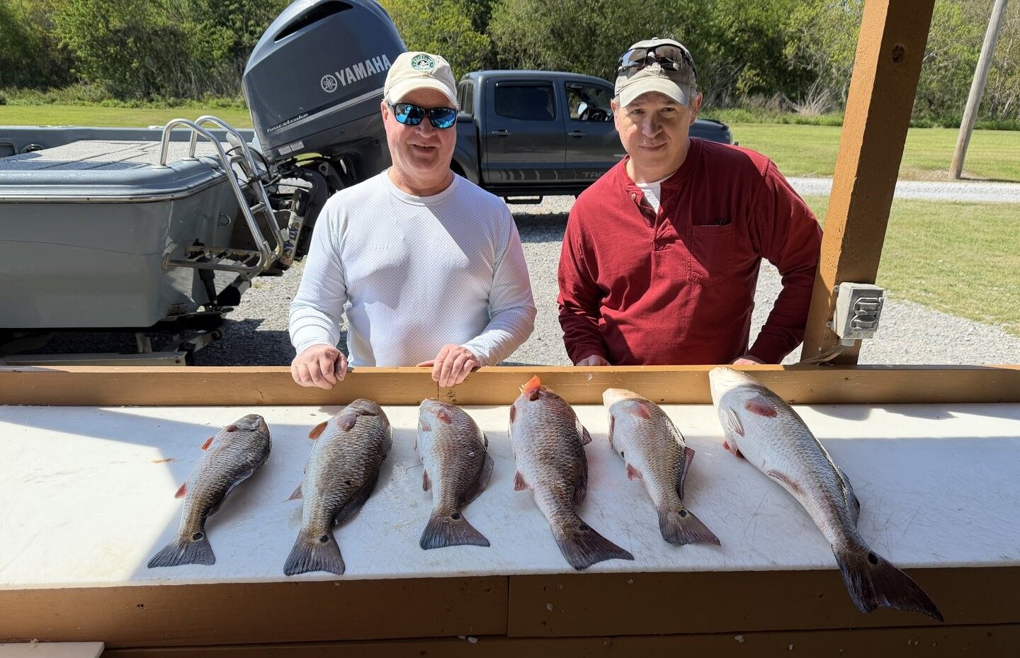 Six redfish displayed on cleaning table after successful fishing trip