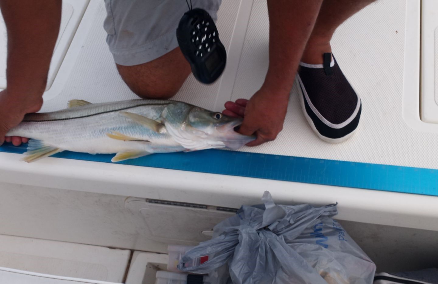 Fresh caught snook on boat deck during fishing trip