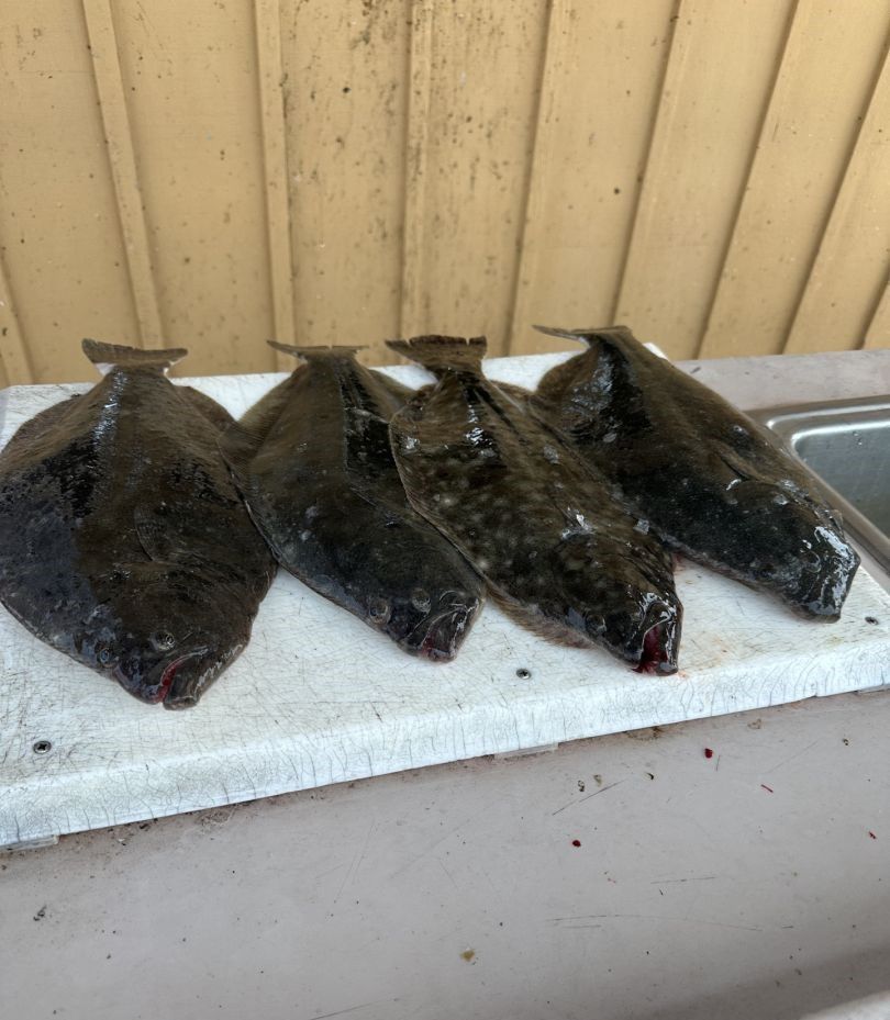 Three Southern Flounder fish caught while fishing