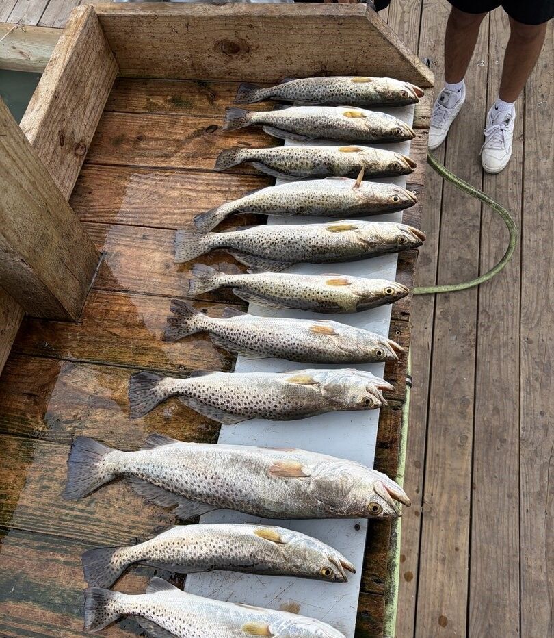 Fresh caught speckled trout lined up on wooden dock after successful fishing trip