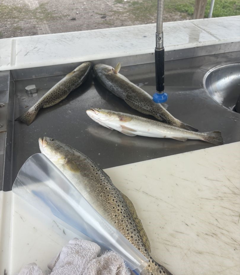Three spotted weakfish caught while fishing