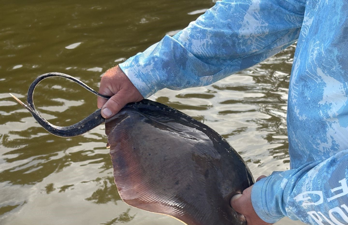 Stingray being held above water showing its flat body and long tail