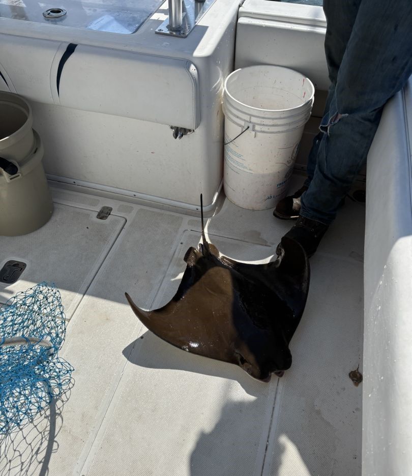 Stingray caught on fishing boat deck with bucket and fishing net