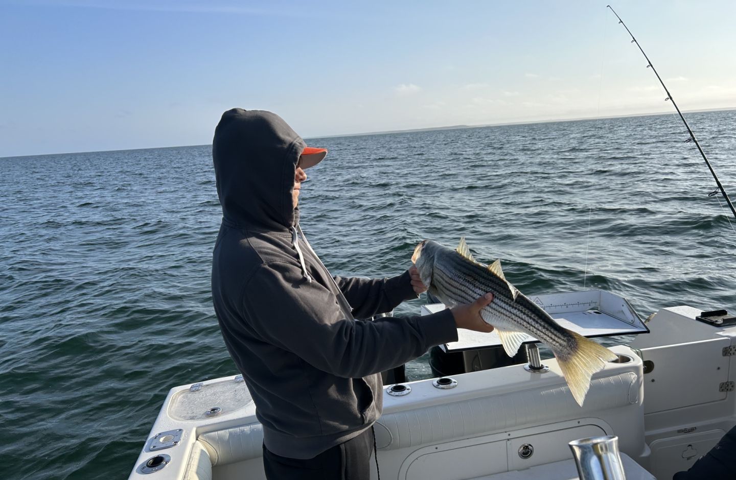 Striped bass being held on fishing boat over ocean water
