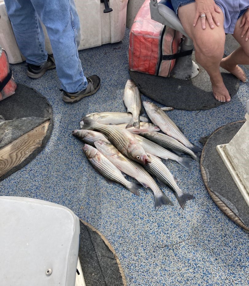 Fresh caught striped bass displayed on boat deck after successful fishing trip