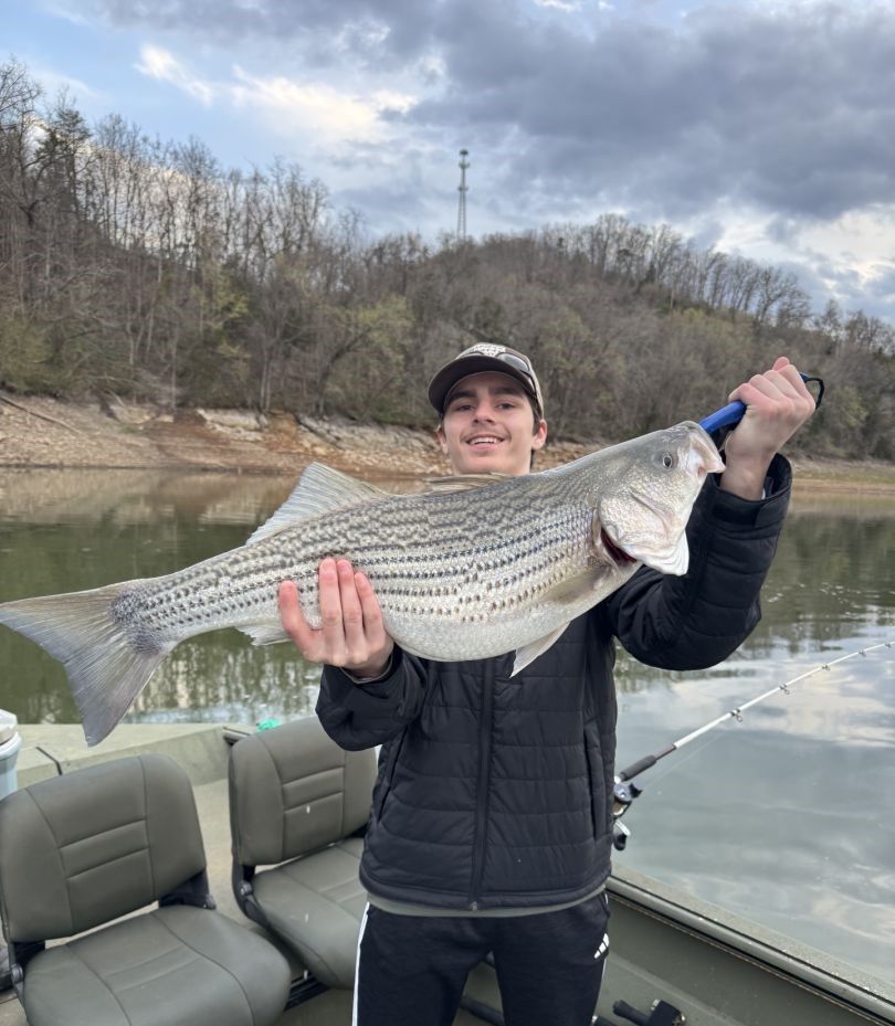 Freshly caught striped bass being held up on fishing boat