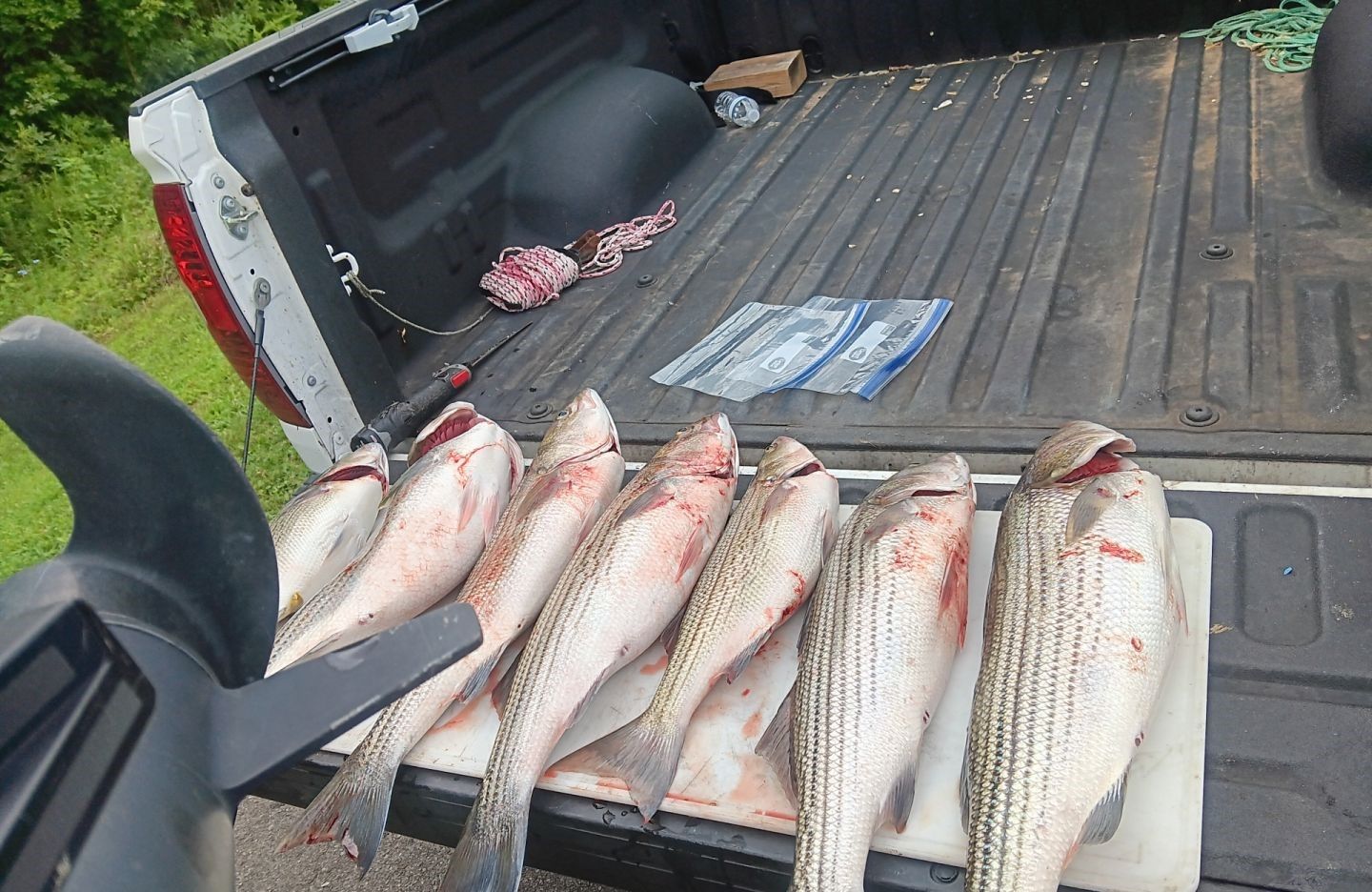 Seven freshly caught striped bass laid out on truck bed after successful fishing trip