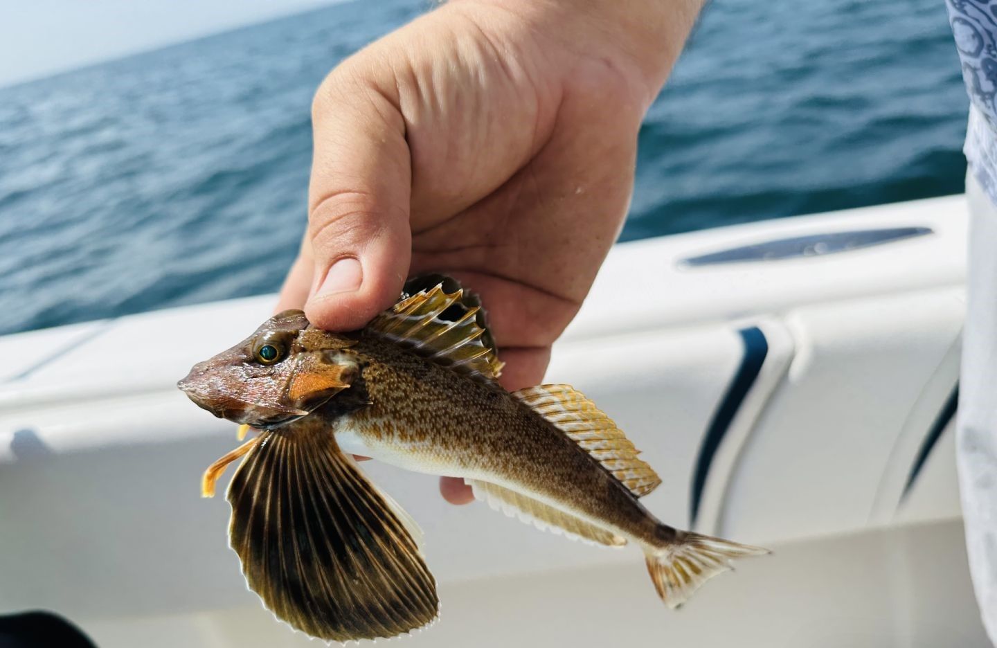 Hand holding a caught striped searobin fish on boat deck with ocean water in background