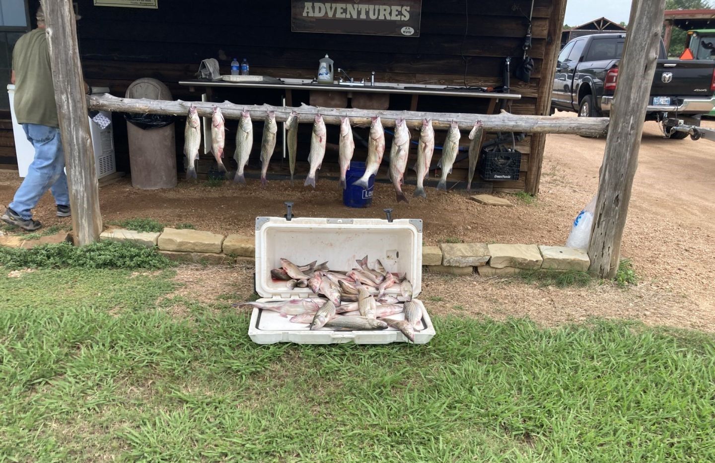Fresh caught striped bass and white bass displayed on cleaning station and in cooler after successful fishing trip